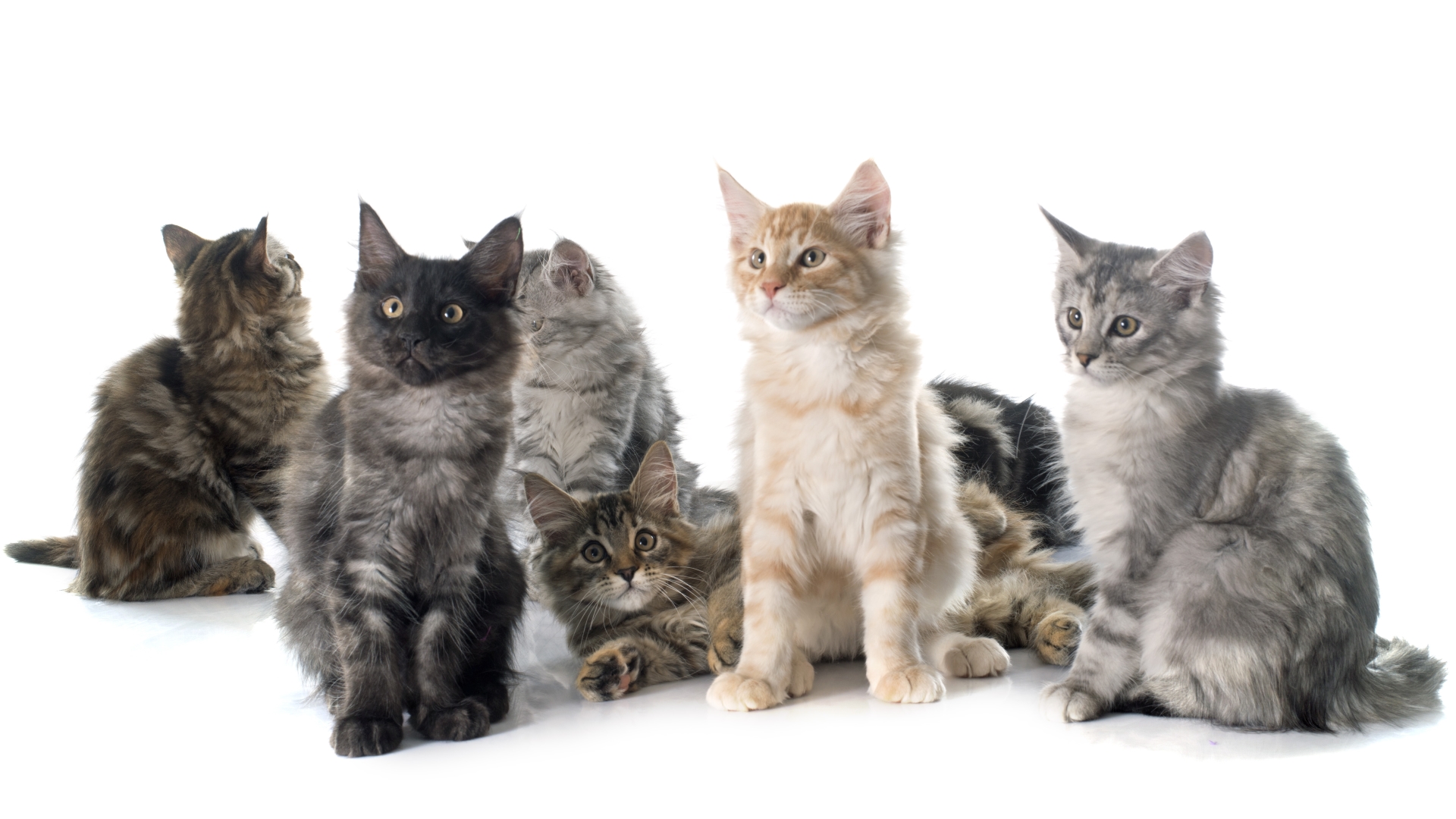 The Importance Of Worming Your Cat | Ron's Pets Supplies