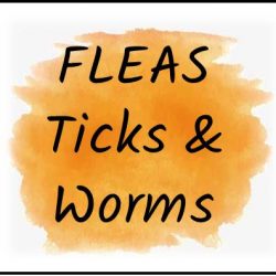 Flea, Ticks & Worms